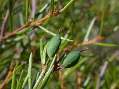 Grevillea australis