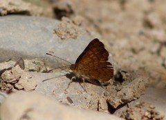 Riodinidae