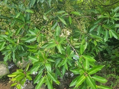 Syzygium nervosum