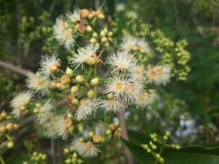 Syzygium nervosum