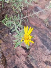 Heterotheca stenophylla