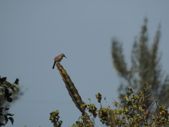 Campylorhynchus yucatanicus
