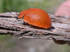 Paropsis augusta