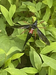 Tanyptera