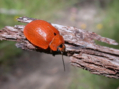 Paropsis augusta