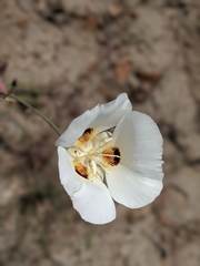 Calochortus dunnii