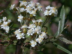 Ozothamnus secundiflorus