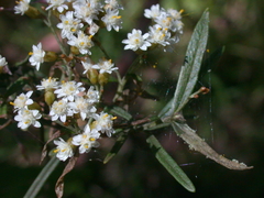 Ozothamnus secundiflorus