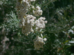 Ozothamnus secundiflorus