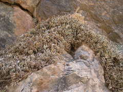 Selaginella balansae