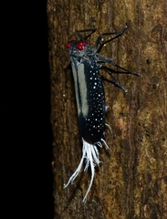 Lystra lanata