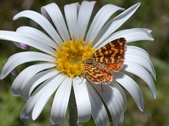 Chrysolarentia chrysocyma