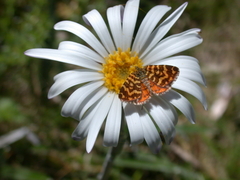Chrysolarentia chrysocyma
