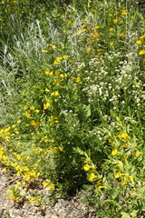 Diplacus clevelandii