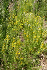 Diplacus clevelandii