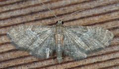 Eupithecia haworthiata