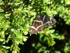 Chrysolarentia oxygona