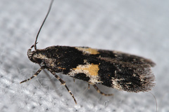 Teleiodes luculella
