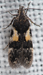 Teleiodes luculella