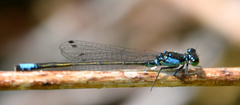 Ischnura damula
