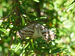 Chrysolarentia nephodes