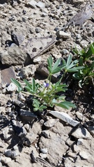 Lupinus pusillus