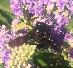 Xylocopa californica californica