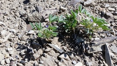 Lupinus pusillus