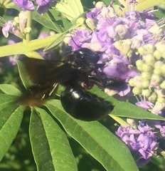 Xylocopa californica californica