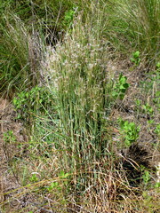 Schizachyrium spicatum