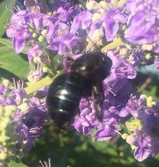 Xylocopa californica californica