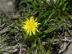 Microseris lanceolata