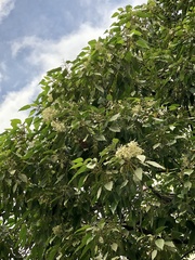 Aleurites moluccanus