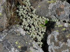 Ewartia nubigena