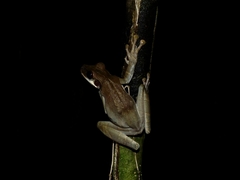 Osteocephalus planiceps