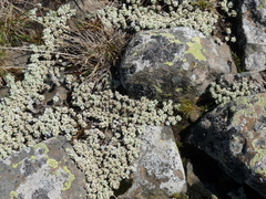 Ewartia nubigena