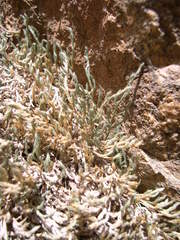 Selaginella balansae