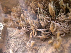 Selaginella balansae