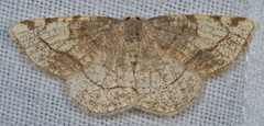 Stegania trimaculata