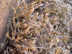 Selaginella balansae