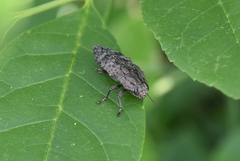 Texania fulleri