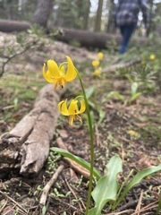 Erythronium pluriflorum