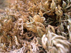 Selaginella balansae