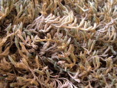 Selaginella balansae