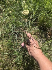 Asclepias linearis