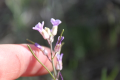 Boechera sparsiflora