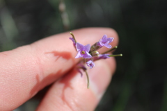 Boechera sparsiflora