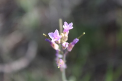 Boechera sparsiflora