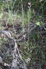 Boechera sparsiflora