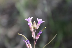 Boechera sparsiflora